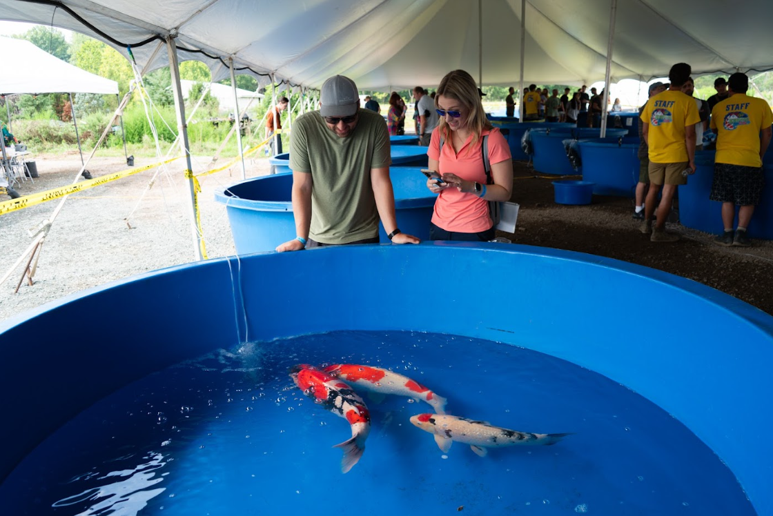 Each year, Koi Fest draws inspiration from the Japanese heritage behind the koi hobby.