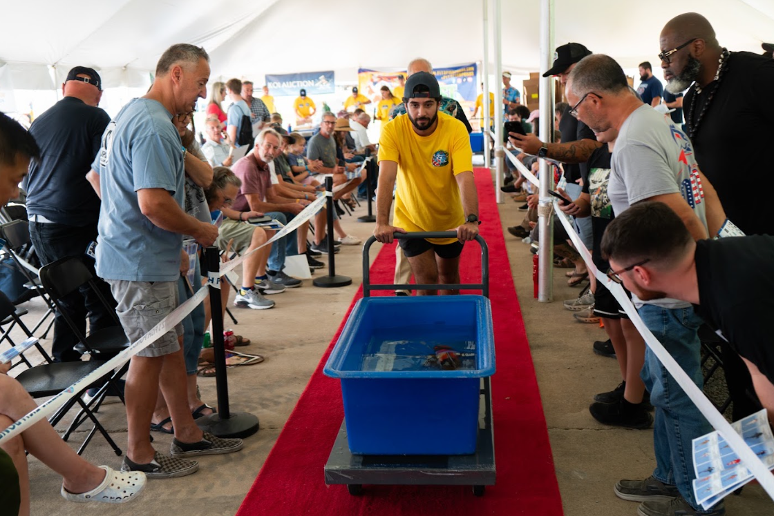 And when the auction begins, the energy of Koi Fest changes.