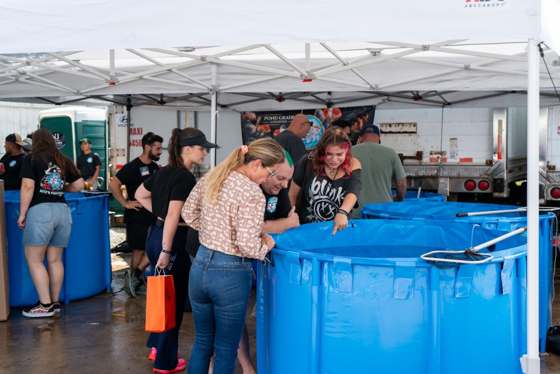 Selecting a koi can be an incredibly personal process. When you are considering a fish that may live in your pond for many years, it helps to slow down, study it, and compare it with other options.