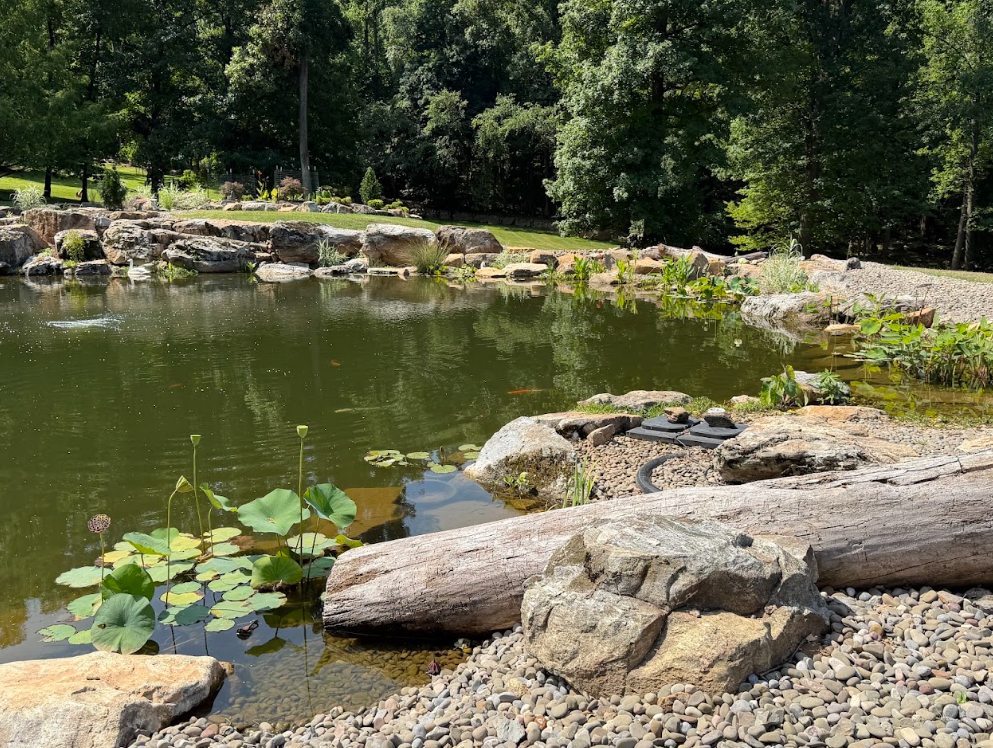 For a pond builder, that creates a design challenge. A conventional pond edge may look beautiful at one exact water elevation but unfinished when the water drops several feet. We couldn't design this pond that way.