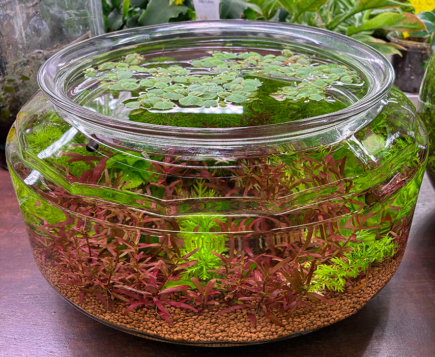 Despite their small size, Neocaridina shrimp make colorful, fascinating, and relatively low-maintenance freshwater pets. They spend their days grazing, exploring plants and hardscape, and occasionally carrying tiny babies around the aquarium. With the right environment and a consistent care routine, a shrimp bowl can become a thriving miniature ecosystem.