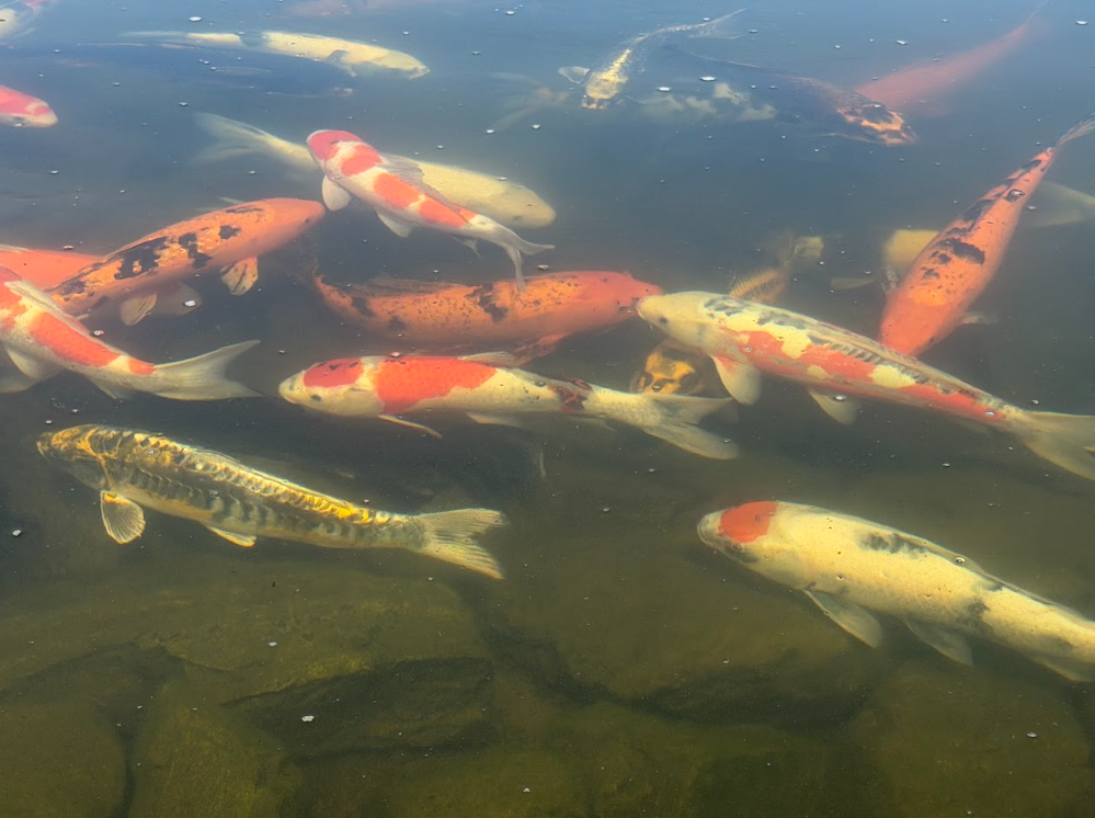 Our goal was to rethink it completely. We wanted to create a large-scale recreation pond and koi ecosystem that looked natural, kept the water clear, and gave Sasha and his family a reason to interact with this part of their property.