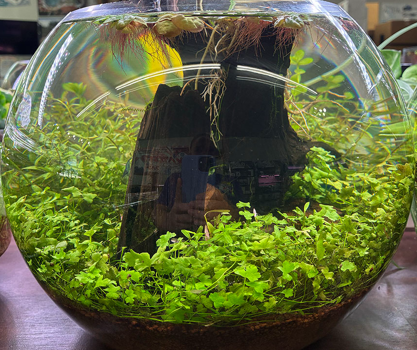 Once you have an established planted aquarium, the next step is maintaining stable water conditions. Neocaridina shrimp are adaptable, but stability is more important than chasing a perfect number.