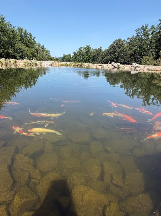 Even better, the koi have successfully spawned. We estimate about 100 baby koi now live throughout the pond. For me, that's one of the coolest parts of returning to a project like this. We didn't simply build something that looks good. We created an environment that's supporting an entirely new generation of fish.