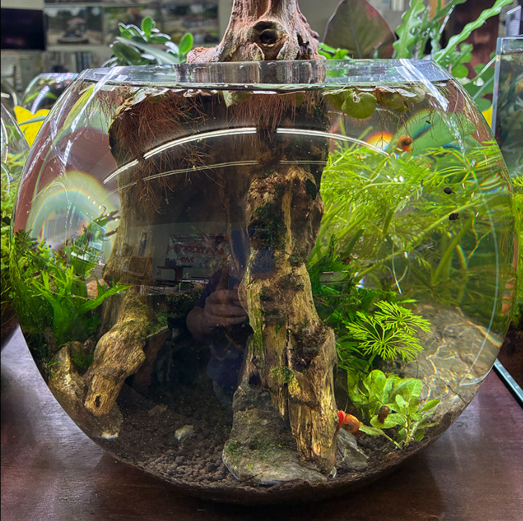 A shrimp bowl is more than just a container for shrimp. When properly established, it becomes a miniature planted ecosystem where plants grow, microorganisms multiply, shrimp graze, and a colony can reproduce and develop over time.