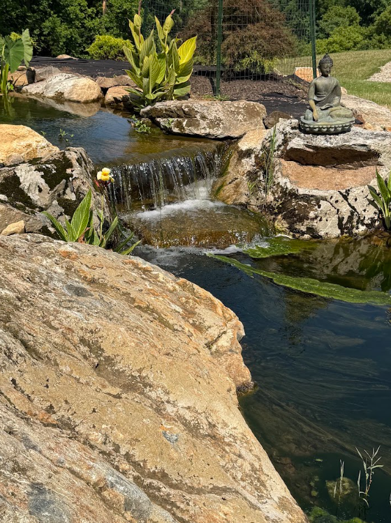 When we initially completed Sasha's pond, the boulders, waterfalls, and shoreline established the structure. But nature had to do the rest. Plants needed time to root. Koi needed time to acclimate. Aquatic life needed to establish itself. The surrounding landscape needed to grow around the rockwork.