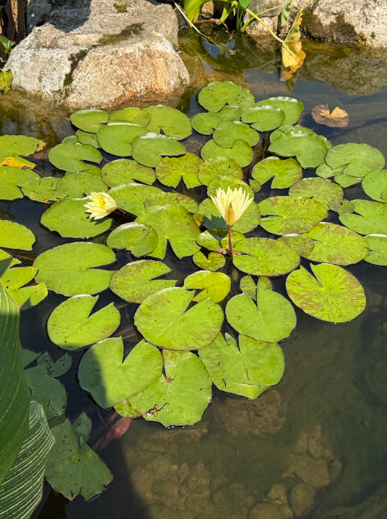 A year later, those changes are obvious. Plants now grow between the boulders and along the water's edge. Water lilies and lotus spread across open areas. Tall marginal plants add height around the shoreline, while lower-growing varieties help eliminate the hard visual line between the pond and the surrounding landscape.