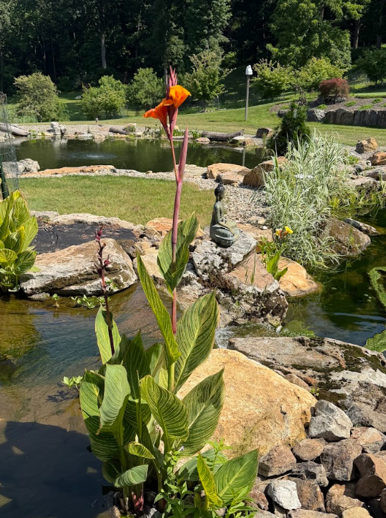 Sasha worked with Emily Lane and Tom Swinarsky from our team at the Fitz's Fish Ponds Saddle River location, where they walked through the Hardy Greenhouse and reviewed different aquatic plant options.