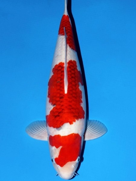 Fitz&rsquo;s Fish Ponds celebrates major wins at the 2026 All Japan Young Koi Show, earning top honors for client koi in Himeji, Japan.