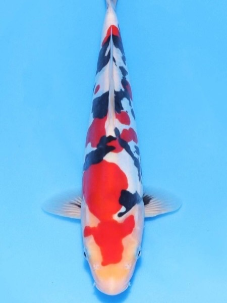 Fitz&rsquo;s Fish Ponds celebrates major wins at the 2026 All Japan Young Koi Show, earning top honors for client koi in Himeji, Japan.