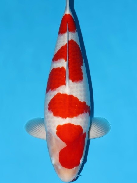 Fitz&rsquo;s Fish Ponds celebrates major wins at the 2026 All Japan Young Koi Show, earning top honors for client koi in Himeji, Japan.