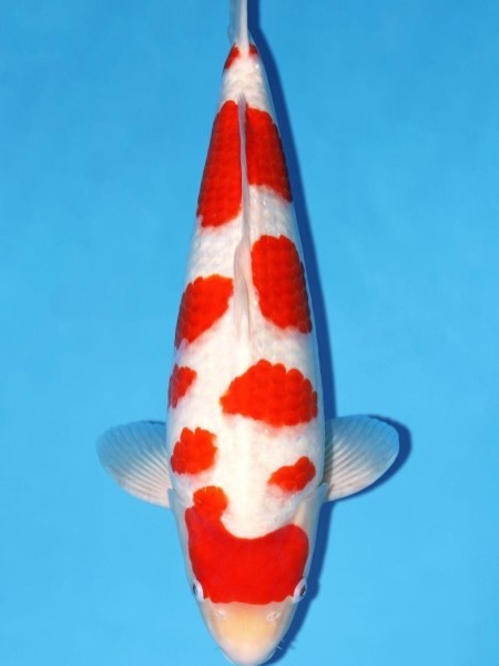 Fitz&rsquo;s Fish Ponds celebrates major wins at the 2026 All Japan Young Koi Show, earning top honors for client koi in Himeji, Japan.