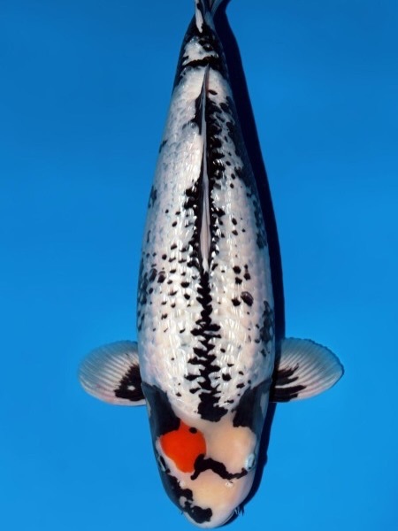 Fitz&rsquo;s Fish Ponds celebrates major wins at the 2026 All Japan Young Koi Show, earning top honors for client koi in Himeji, Japan.