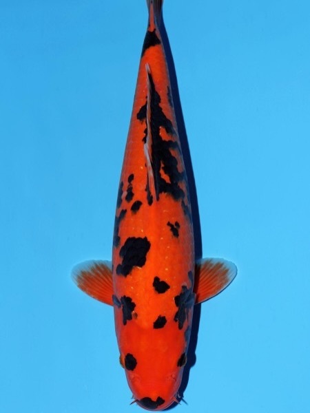 Fitz&rsquo;s Fish Ponds celebrates major wins at the 2026 All Japan Young Koi Show, earning top honors for client koi in Himeji, Japan.