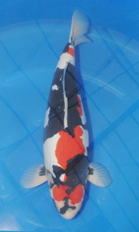 Fitz&rsquo;s Fish Ponds celebrates major wins at the Music City Koi Show in Nashville, supporting award-winning koi and sharing Japanese koi expertise.