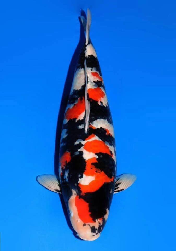 Fitz&rsquo;s Fish Ponds celebrates major wins at the Music City Koi Show in Nashville, supporting award-winning koi and sharing Japanese koi expertise.