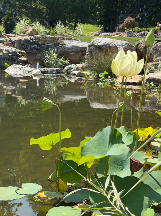 We incorporated some of the same plants into both the pond and the surrounding landscape. That helps visually connect the water feature to the rest of the property.