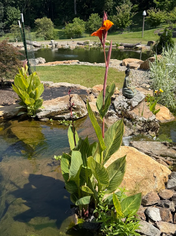 In a properly designed ecosystem pond, plants are part of the system. They can absorb nutrients, stabilize shoreline areas, provide cover for fish and fry, attract pollinators, and contribute to the water's overall biological balance.