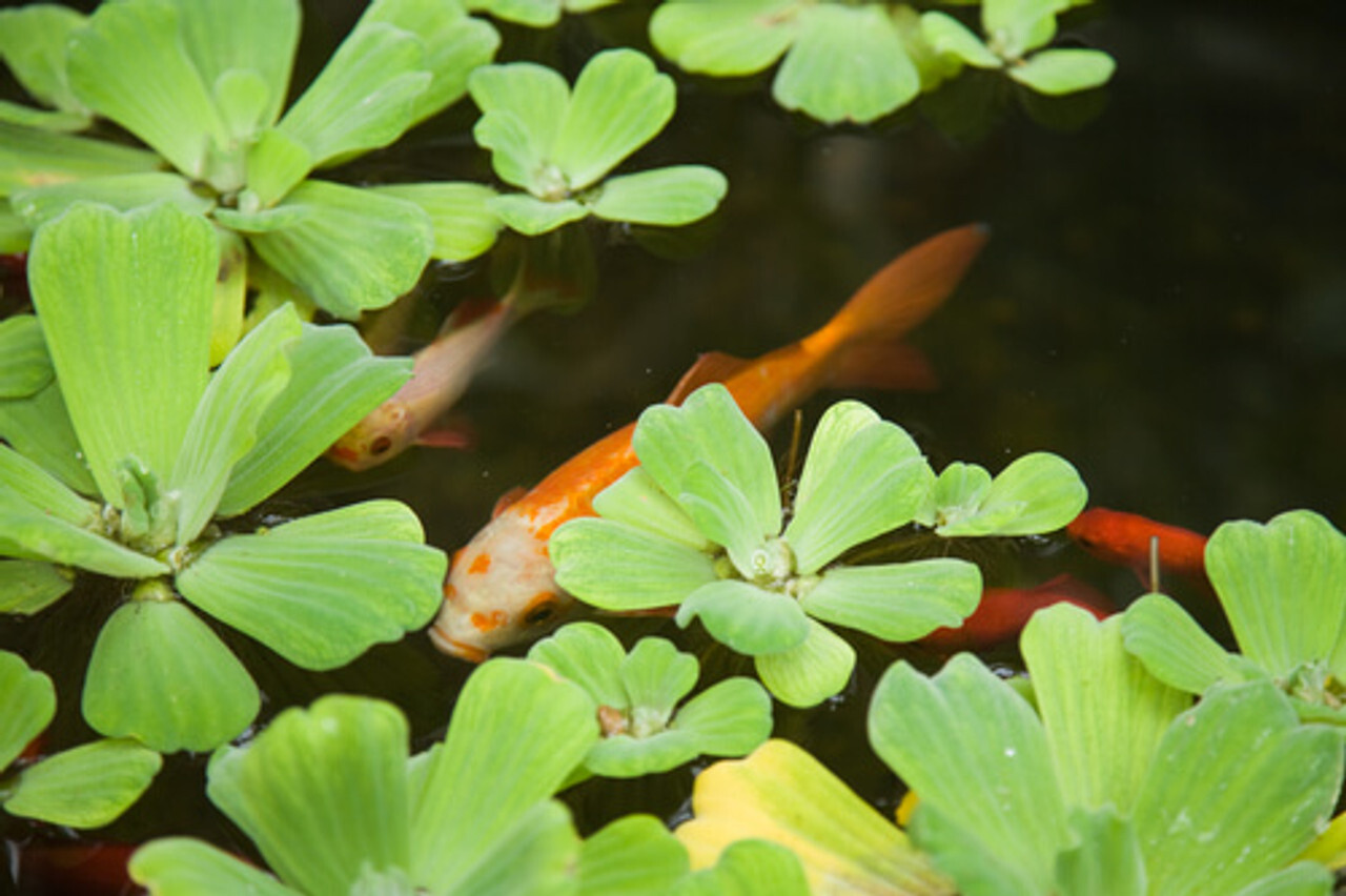 Aquatic plants are an ideal addition to any koi pond. They help enhance the pond's beauty, provide shade, and some can even boost filtration and oxygen levels.
