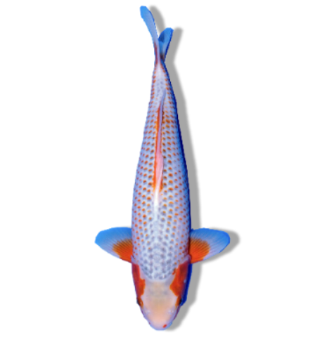 Asagi Koi: Timeless Tranquility in Blue and Red