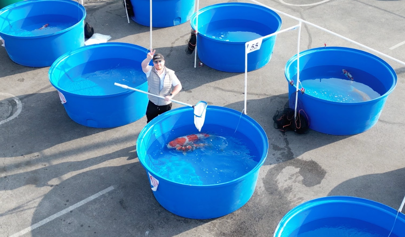 These koi were hand-picked from top Japanese breeders like Sakai, Dainichi, Isa, Shintaro, Marusei, and more—some of the highest quality fish ever seen on American soil. Whether assisting with tank setup or prepping fish for the ring, the FFP crew was all hands on deck.