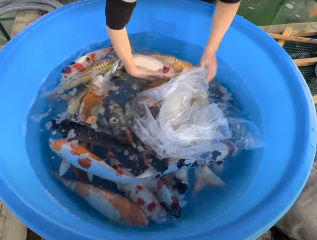 We also look at the receiving side. The pond or holding tank should be ready before the fish arrives. Water level, filtration, aeration, access, and acclimation setup should already be figured out. A great transport can still go sideways if the destination isn’t prepared for it. We also look at the receiving side. The pond or holding tank should be ready before the fish arrives. Water level, filtration, aeration, access, and acclimation setup should already be figured out. A great transport can still go sideways if the destination isn’t prepared for it.