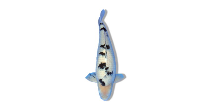 Bekko (White, Red, or Yellow with Black Spots)  
