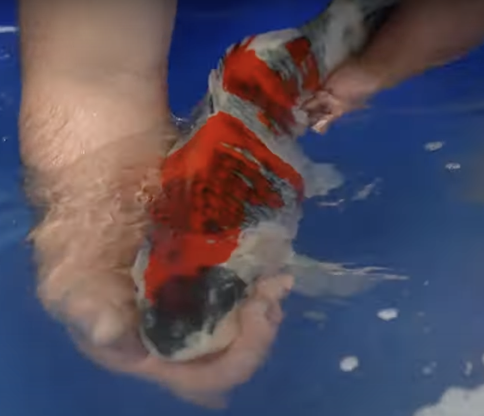 Next, we get the equipment ready before catching the koi. Nets, bowls, bags, bands, oxygen, insulated boxes or transport containers, towels, and backup materials all need to be in place. Nothing slows down a fish's move like scrambling for missing supplies while the koi is already in hand. Next, we get the equipment ready before catching the koi. Nets, bowls, bags, bands, oxygen, insulated boxes or transport containers, towels, and backup materials all need to be in place. Nothing slows down a fish's move like scrambling for missing supplies while the koi is already in hand.