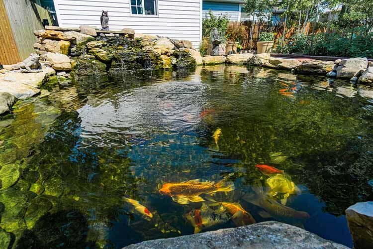 Constructing a Flourishing Koi Pond