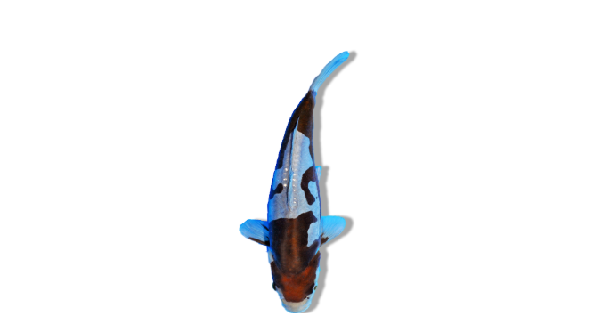 Doitsu Ochiba (Scaleless Varieties) 