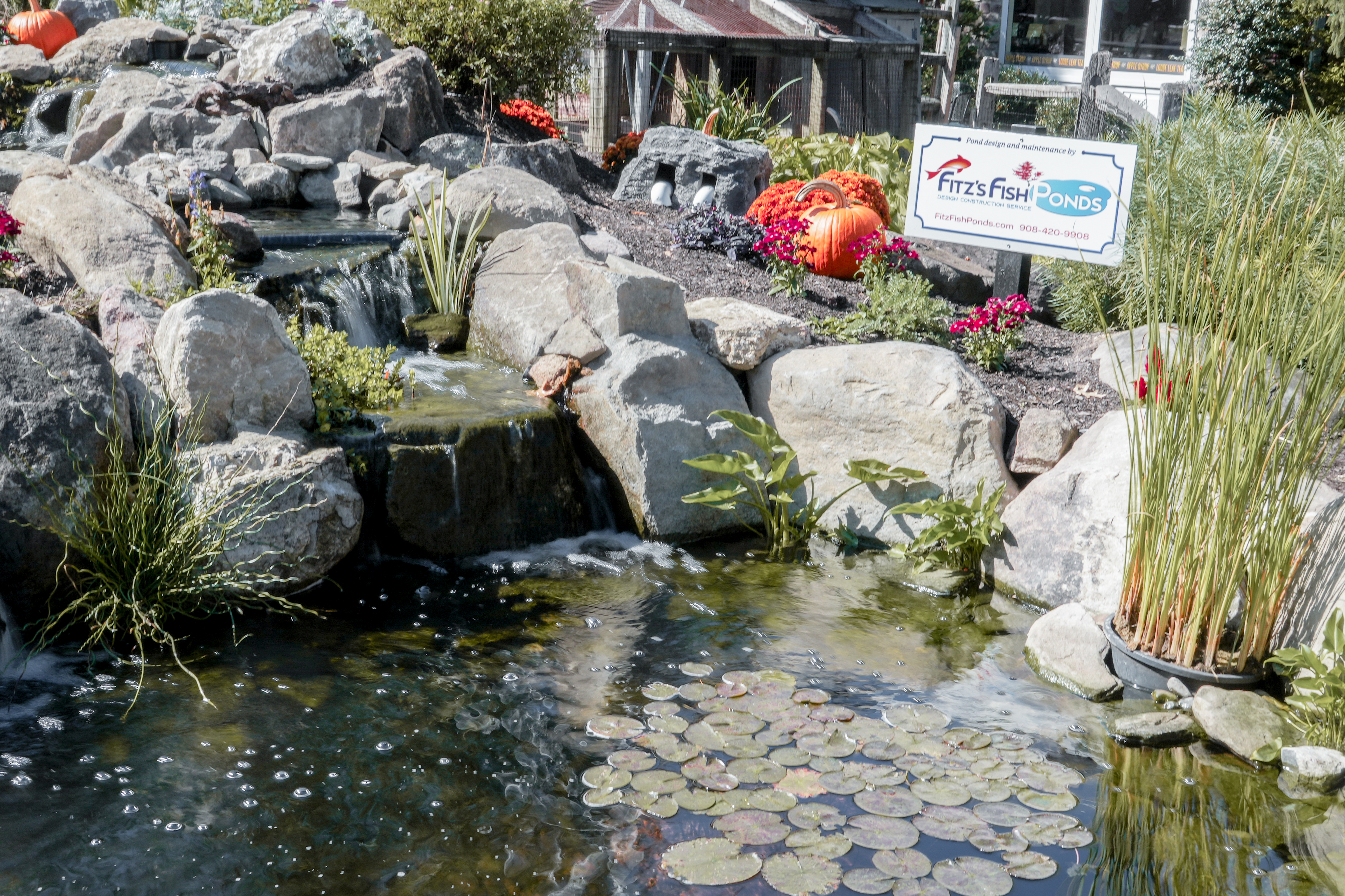 When the FFP Team moved in, they were itching to bring life and beauty back to the pond in the Village.