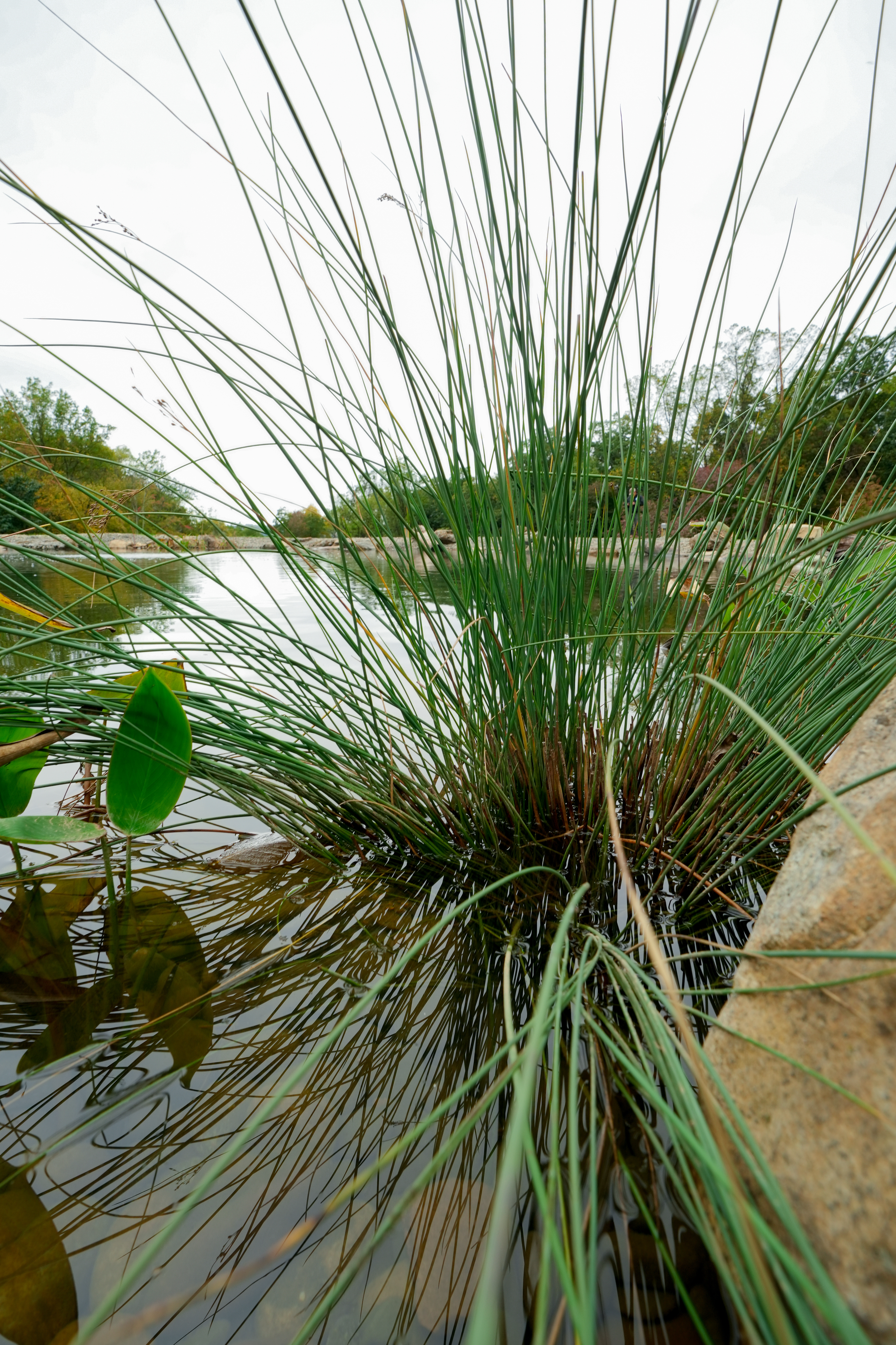 In a properly designed ecosystem pond, plants are part of the system. They can absorb nutrients, stabilize shoreline areas, provide cover for fish and fry, attract pollinators, and contribute to the water's overall biological balance.