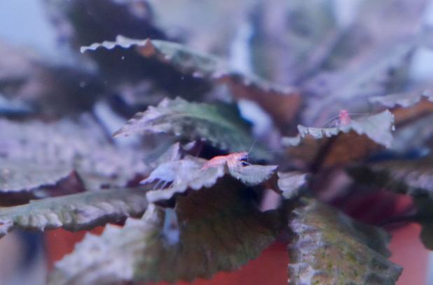 Even Neocaridina shrimp are compatible with a properly balanced fertilizer regimen. 
