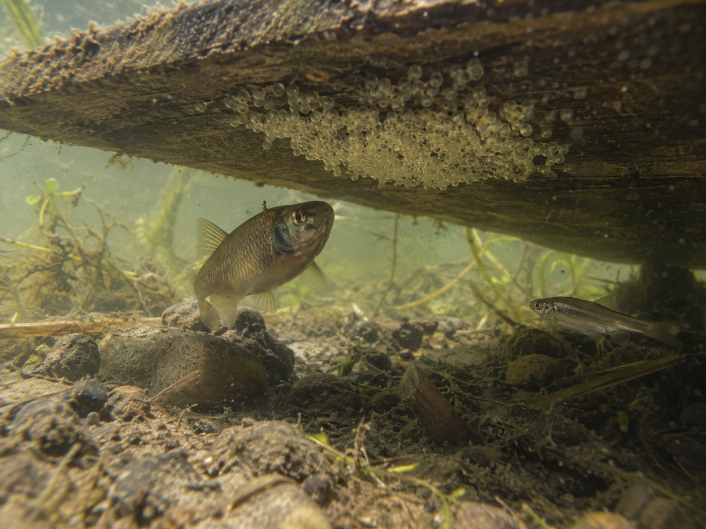 Fathead minnow nest under a submerged board at the bottom of a pond.
