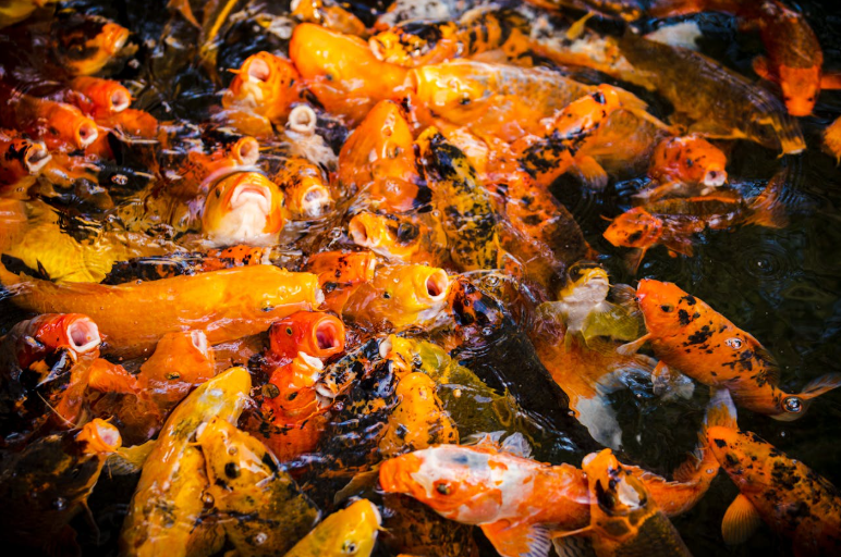 Feed young koi a high-protein diet to encourage their rapid growth. Choose pellets containing more than 35% protein, along with ingredients such as fish meal, shrimp, and spirulina. Feed young koi a high-protein diet to encourage their rapid growth. Choose pellets containing more than 35% protein, along with ingredients such as fish meal, shrimp, and spirulina.