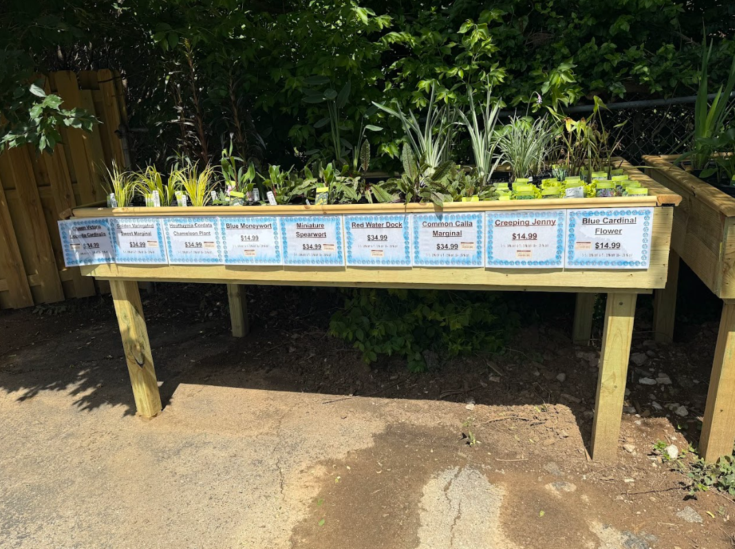 Since opening in May 2025, the Franklin location has proudly supported pond owners throughout Middle Tennessee. The retail store offers premium Japanese koi, pond fish, professional-grade equipment, and expert guidance for hobbyists at every level&mdash;from first-time pond owners to serious collectors.