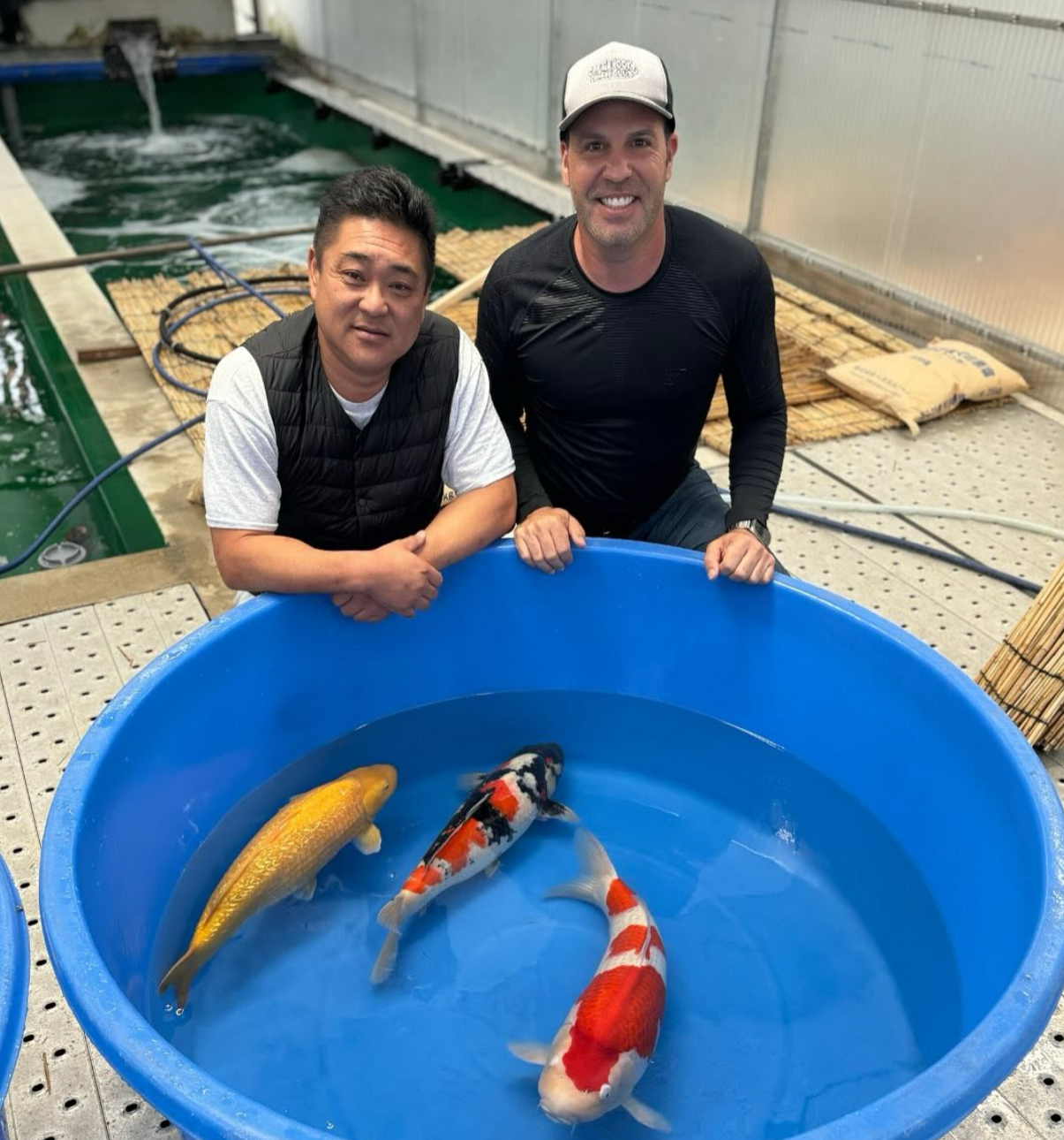 Learn how to tell when koi fish are ill from the experts at FFP.