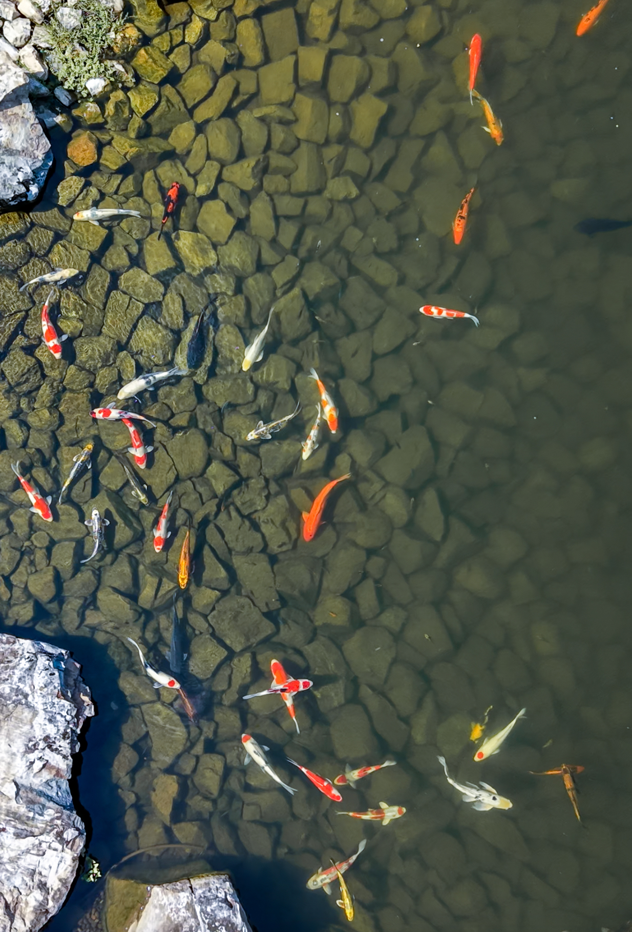 Our goal was to rethink it completely. We wanted to create a large-scale recreation pond and koi ecosystem that looked natural, kept the water clear, and gave Sasha and his family a reason to interact with this part of their property.