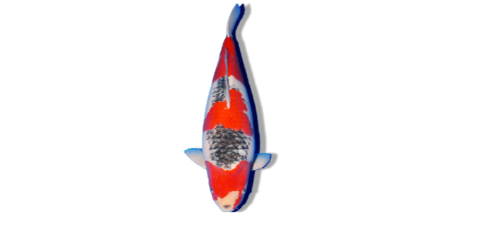 Goshiki (Five-Colored Koi)