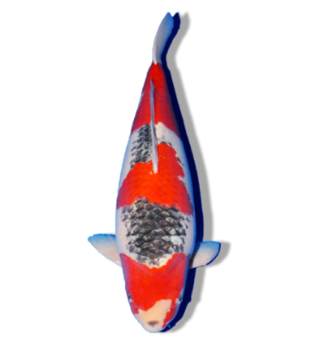 Goshiki Koi: Five-Color Koi Fish with Striking Patterns