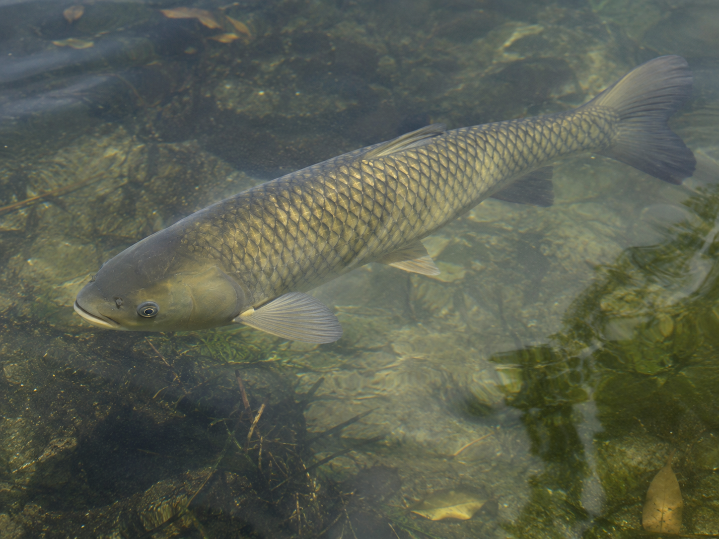 A grass carp fish swimming in a backyard pong.