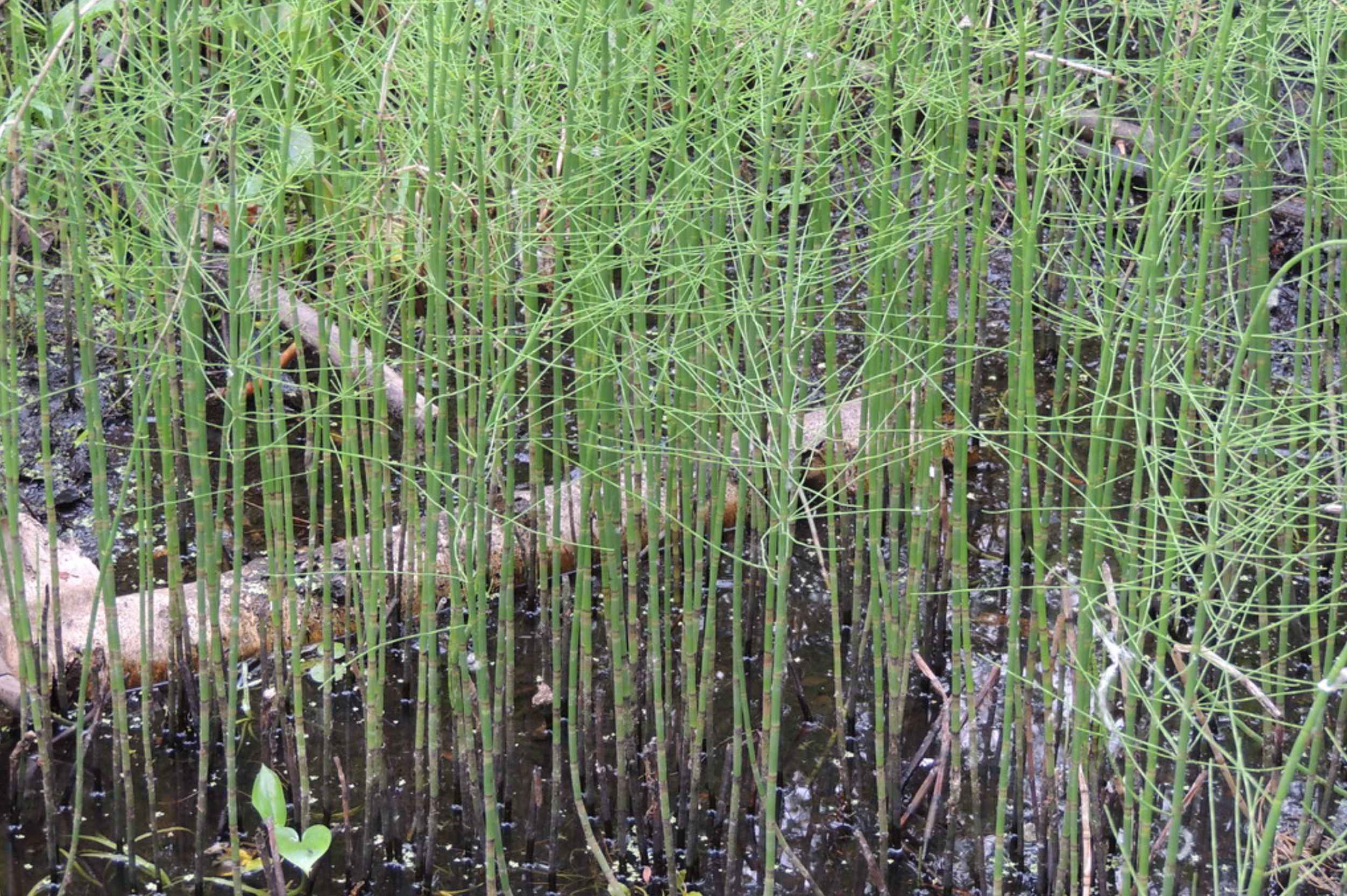 Learn the many benefits of adding horsetail plants to your pond.