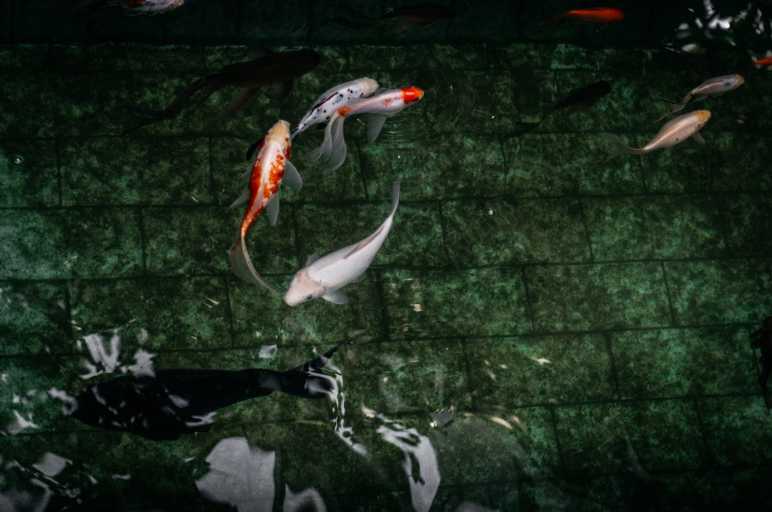 Young, healthy koi are full of energy, exhibit quick response times, and are aware of their surroundings. Look for key traits in the fish, including how it moves through the water Young, healthy koi are full of energy, exhibit quick response times, and are aware of their surroundings. Look for key traits in the fish, including how it moves through the water