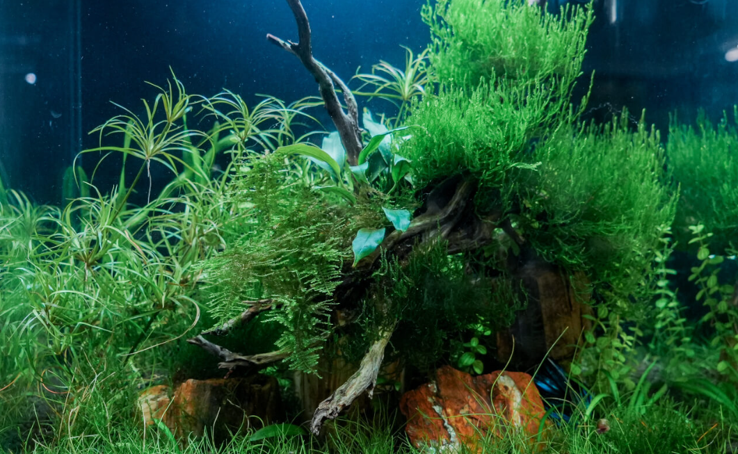 Before selecting driftwood, it’s important to carefully plan your aquascape layout. Start by measuring the internal dimensions of your aquarium to ensure your hardscaping fits properly. If you’re planning an emergent design where wood extends above the waterline, make sure to account for lighting clearance. Before selecting driftwood, it’s important to carefully plan your aquascape layout. Start by measuring the internal dimensions of your aquarium to ensure your hardscaping fits properly. If you’re planning an emergent design where wood extends above the waterline, make sure to account for lighting clearance.