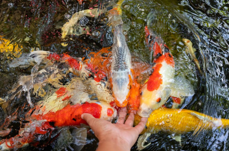 Knowing the gender of your koi will significantly help you decide which koi to isolate during temporary breeding