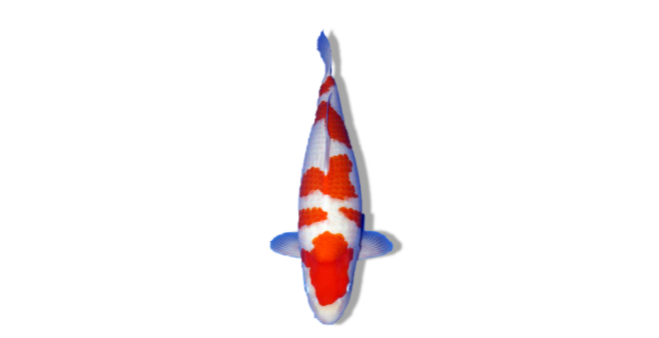 Kohaku Koi (White with Red Markings)
