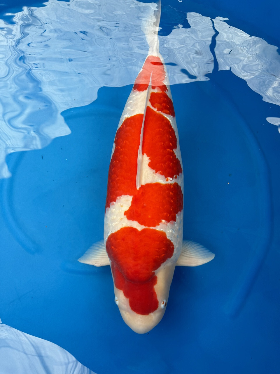 Kohaku Koi