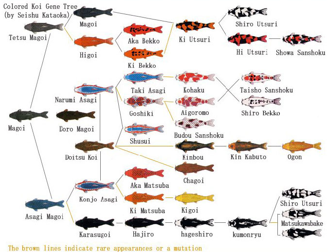 Koi Classification and Varieties