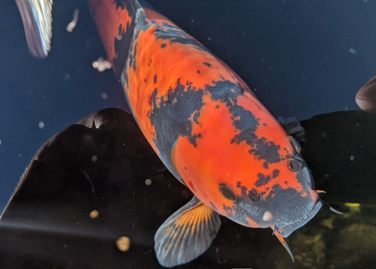 Koi females have pectoral fins that lack the firm texture of the males' and are shorter and more rounded. Even their pectoral fins are smoother and less prominent, giving their overall appearance a gentler look.