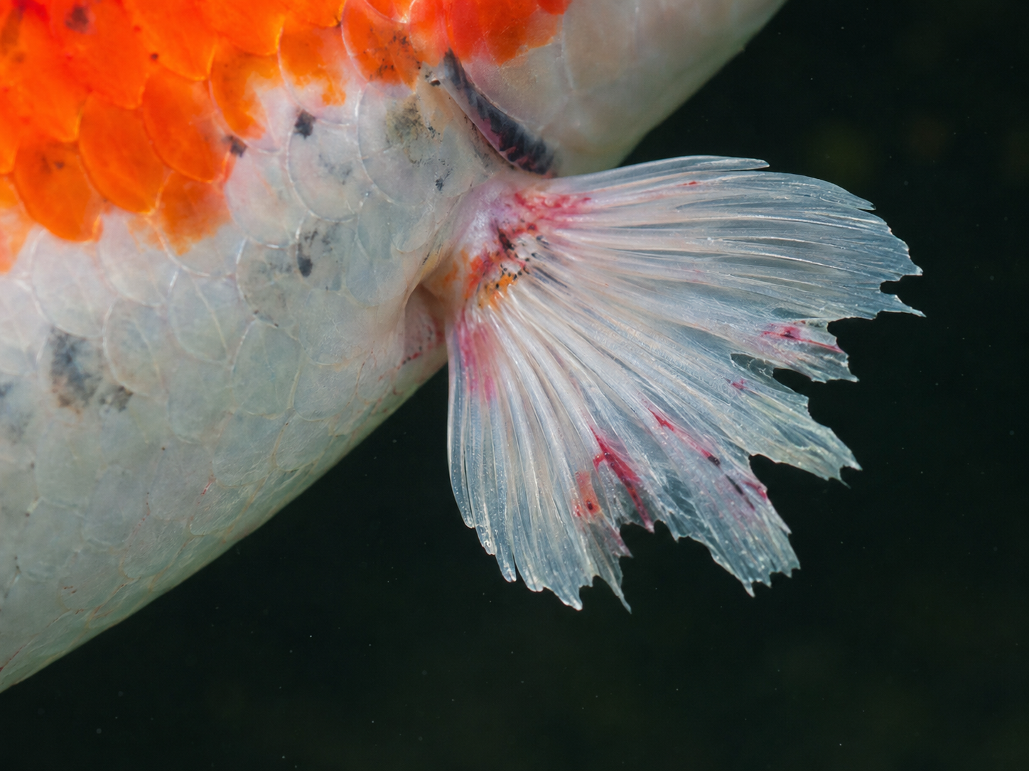 A koi fish with fin rot disease.
